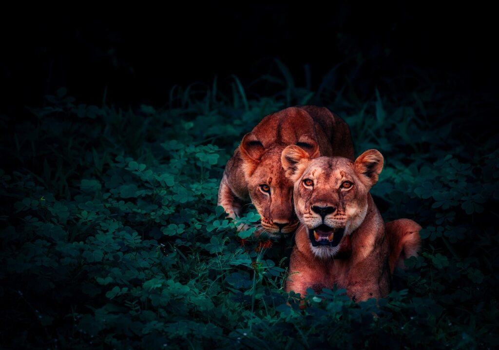 lions, cubs, pair-2702828.jpg